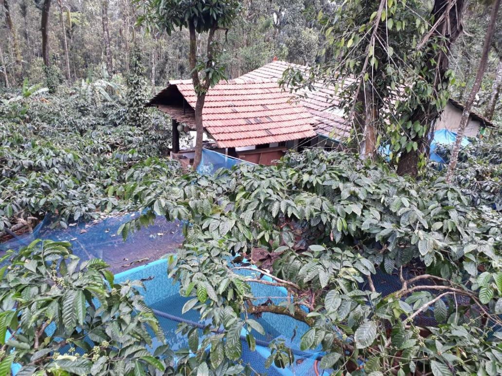 Durf Green Madikeri Exteriör bild